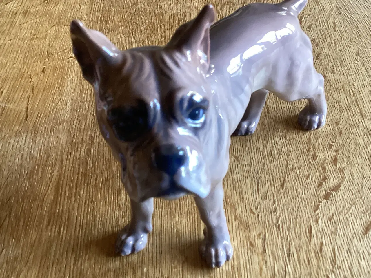Billede 1 - DJ Bokser Hund