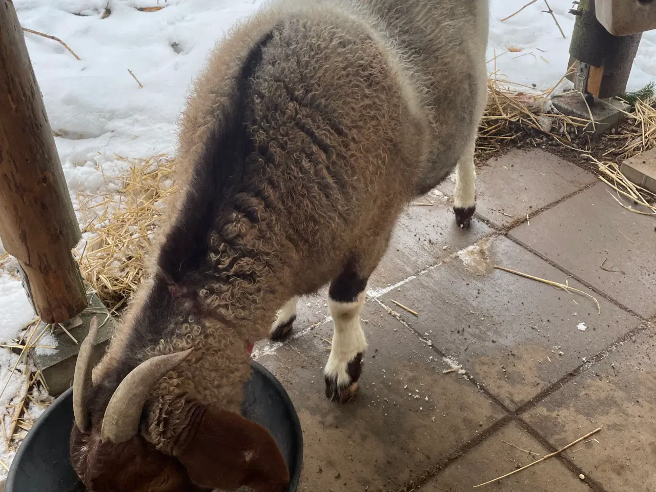 Billede 13 - Kærlig nyt hjem søges til to søde geder 🐐 🐐 