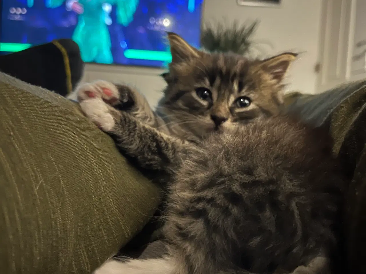 Billede 3 - Langhåret hun Maine Coon-blanding