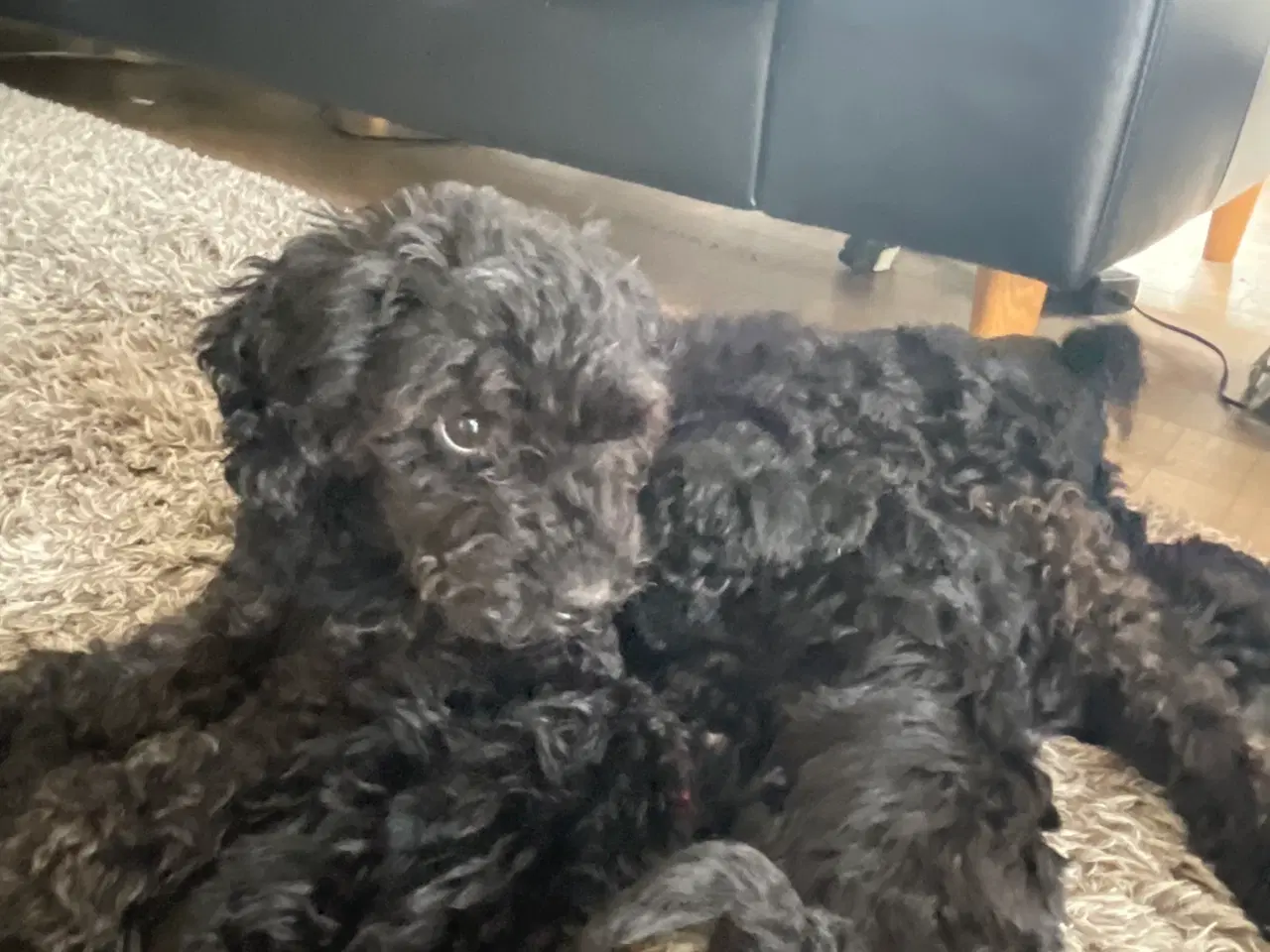 Billede 7 - Dværgpuddel hvalpe søger nyt hjem