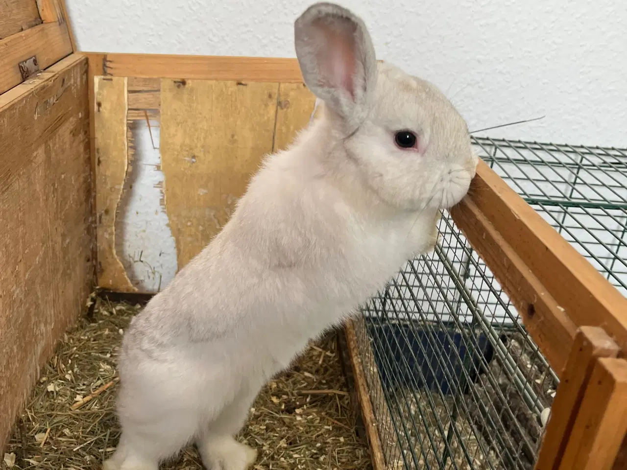 Billede 1 - 3 søde kaninunger søger nyt hjem