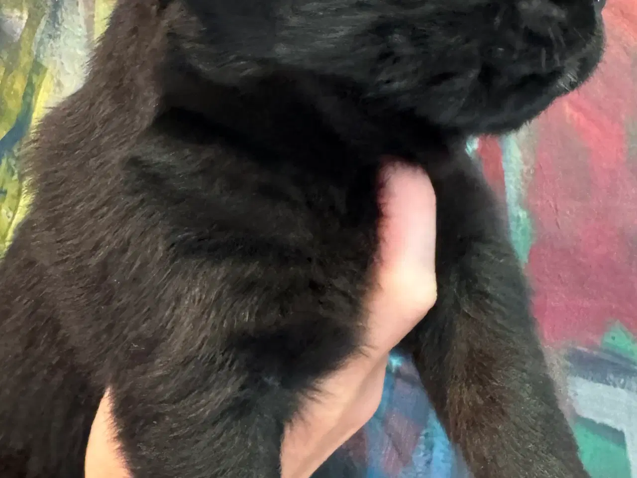 Billede 8 - Golden Retriever & Rottweiler mix