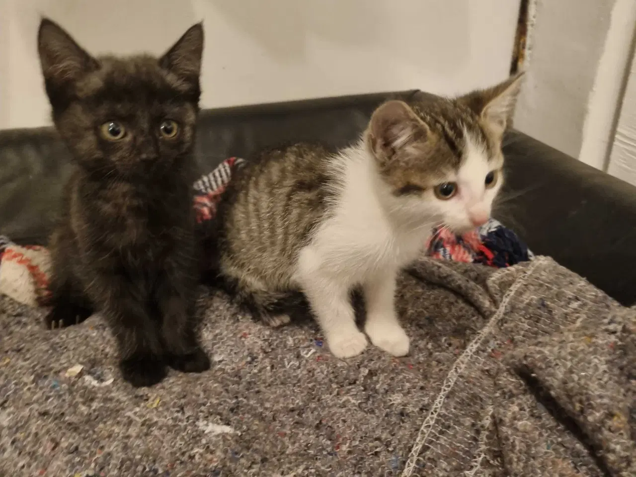 Billede 10 - Søde.killinger til salg