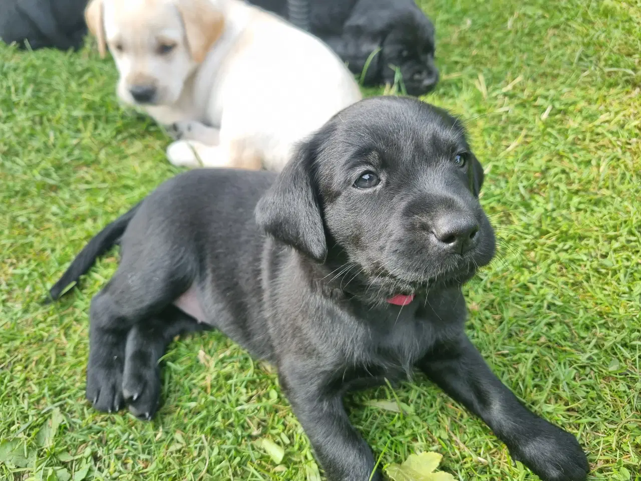 Billede 6 - Labrador hvalpe, 1 sort tæve og 1 gul han
