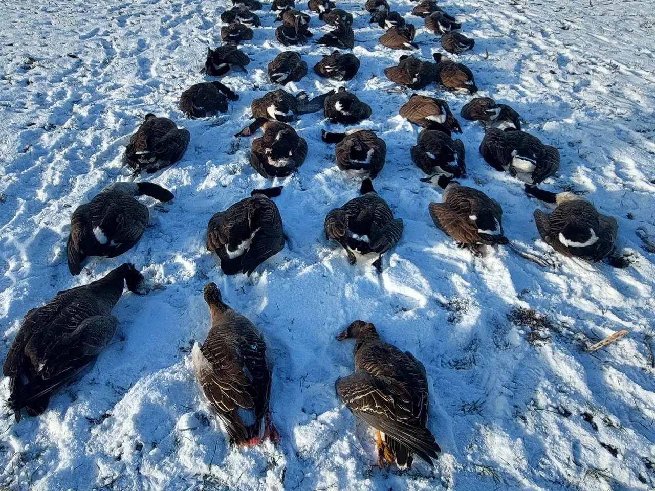 Billede 7 - Benelli M2 20/76