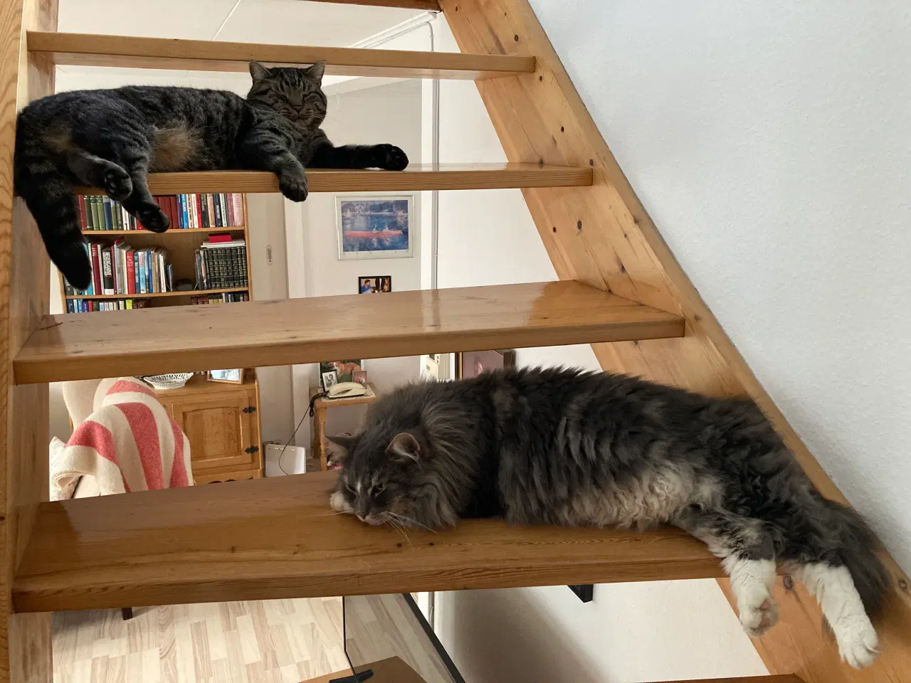 Billede 3 - Katte søger nyt kærligt hjem
