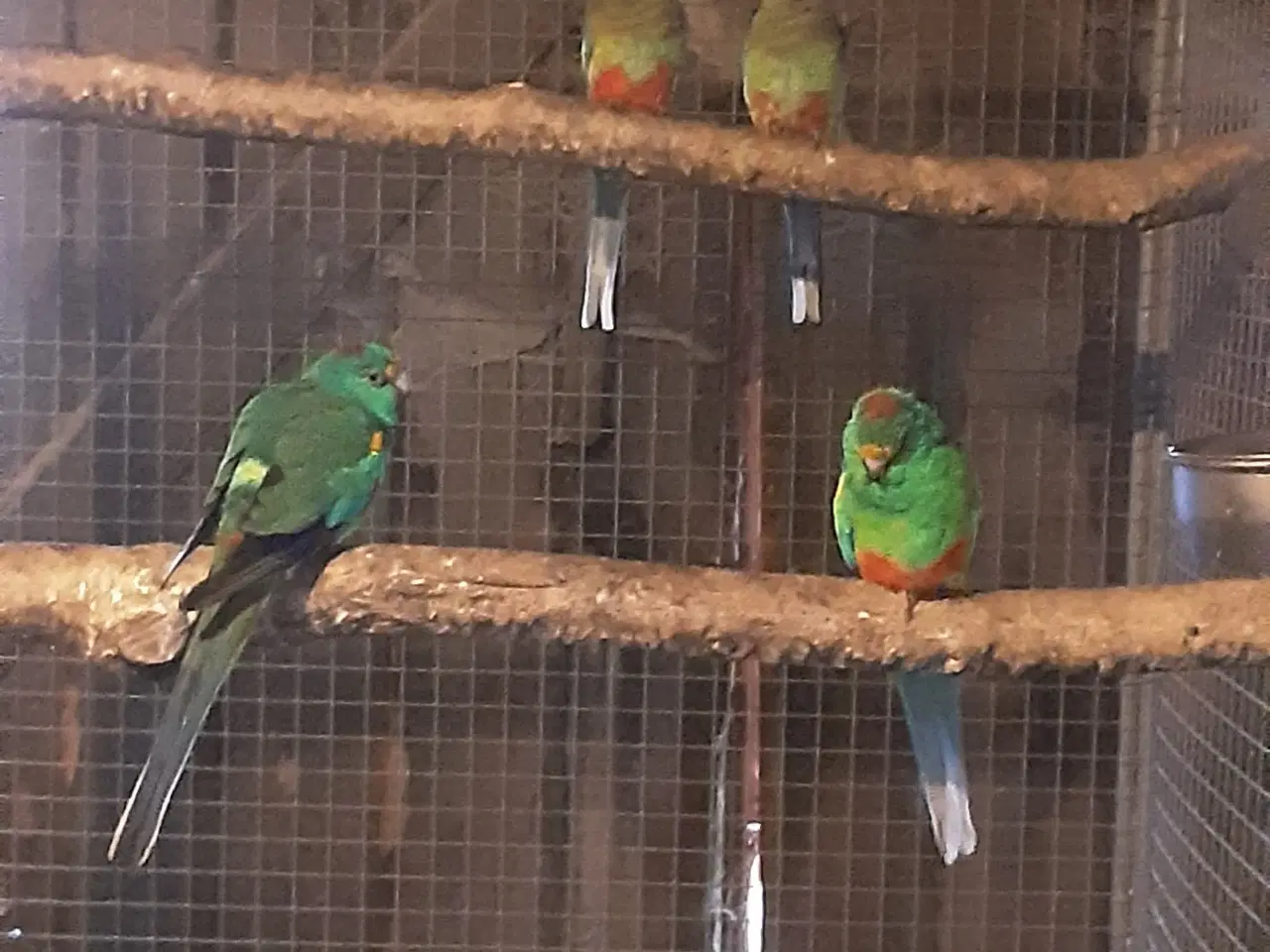 Billede 2 - 1,1 mangefarvet parakit