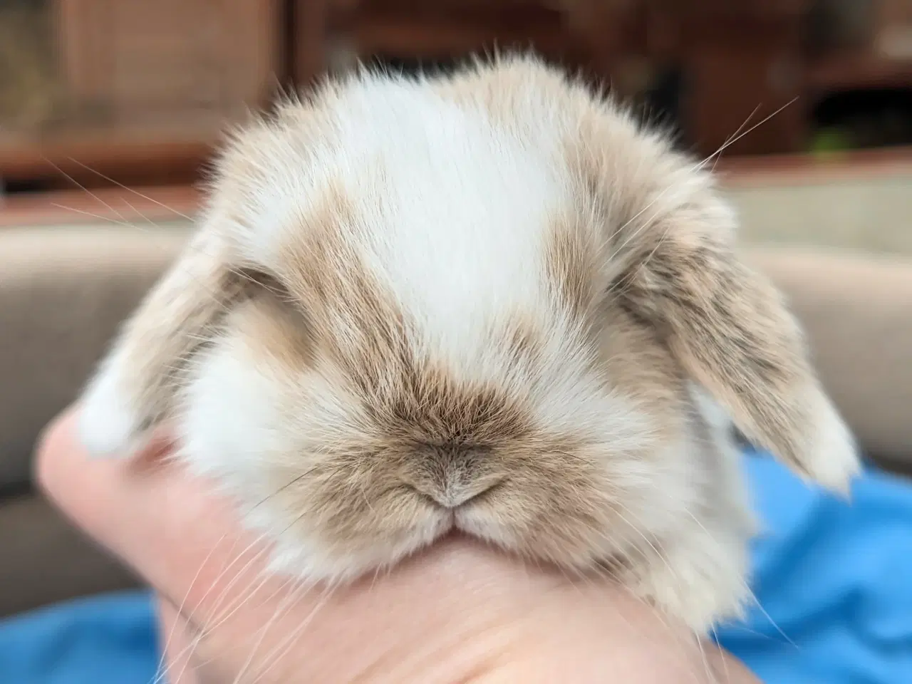 Billede 5 - Minilop kaninunge sælges