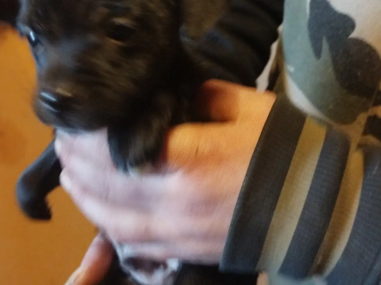 Billede 7 - blandings hund ds gårdhund chichacha