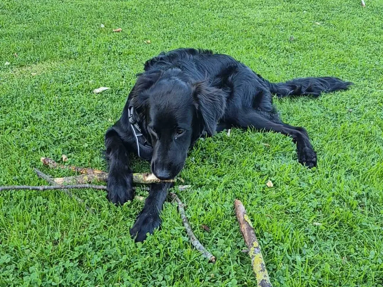 Billede 2 - Hund
