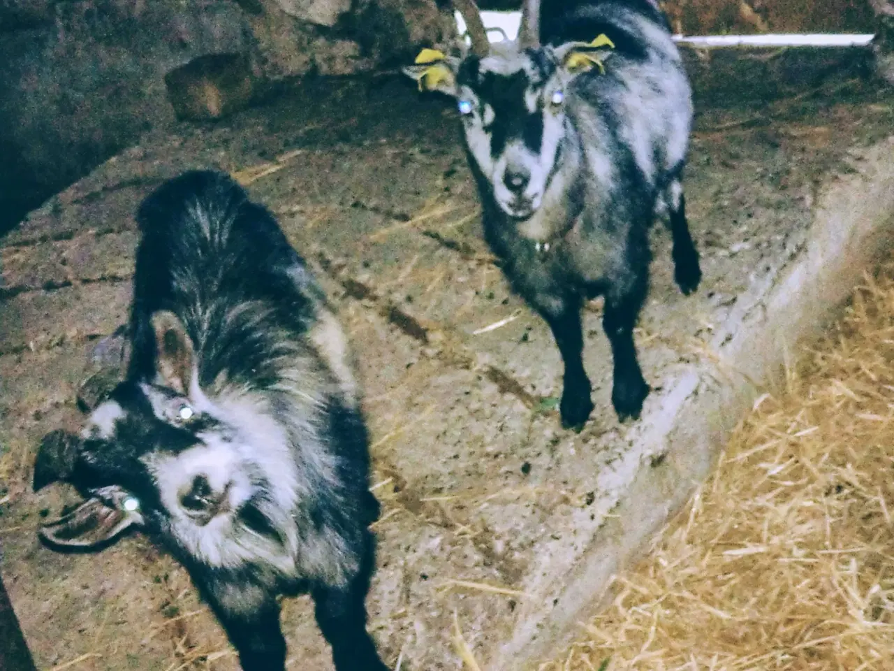 Billede 3 - 2 stk Dværggeder