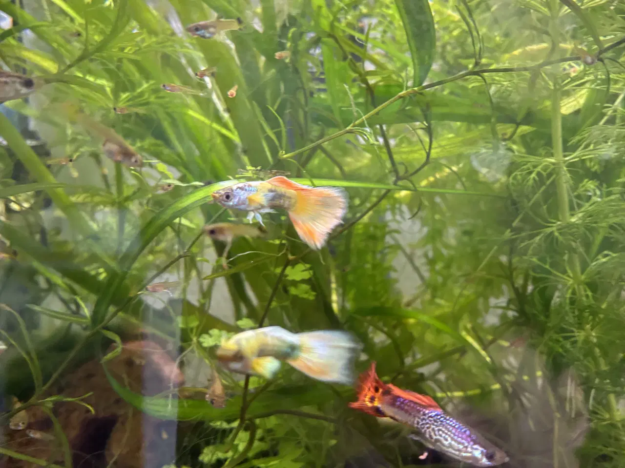 Billede 4 - đ Farverige Guppyer til Salg â Klar til Nyt Akvar