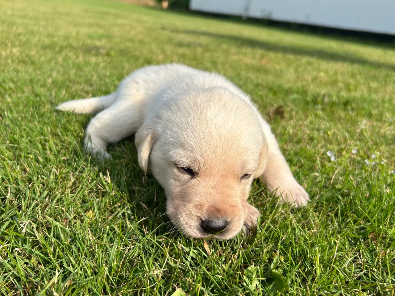 Billede 1 - Labrador hvalpe sælges