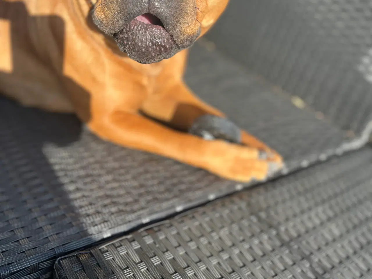 Billede 4 - OEB/Staffy søger nyt hjem