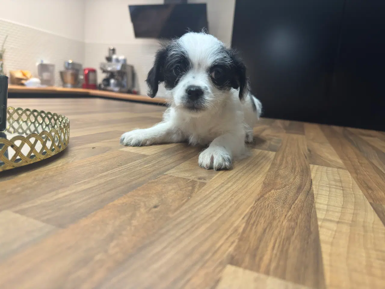 Billede 8 - Poshun hvalpe