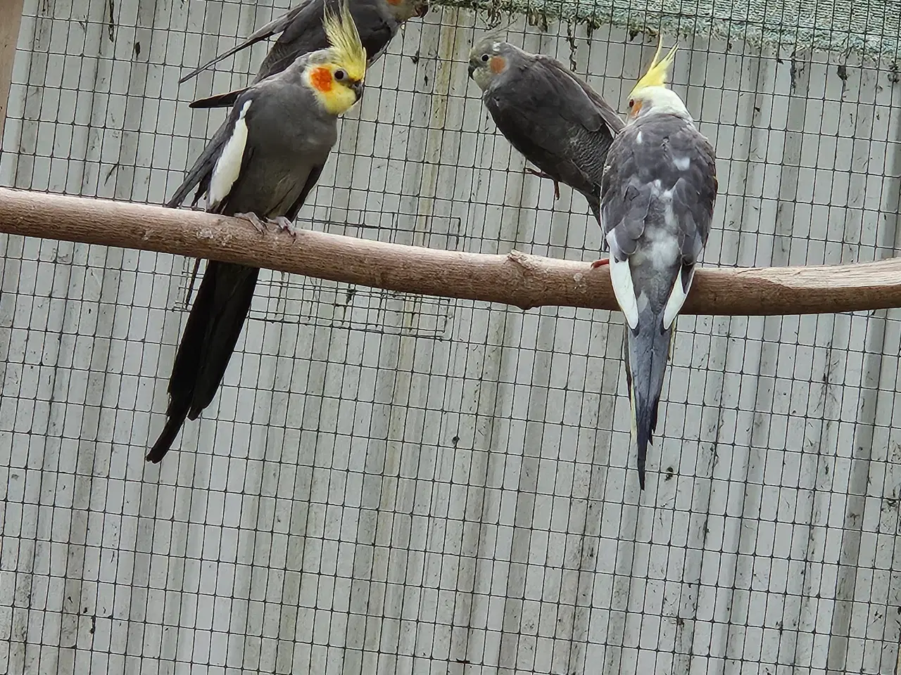 Billede 1 - Grå Nymfe Parakit