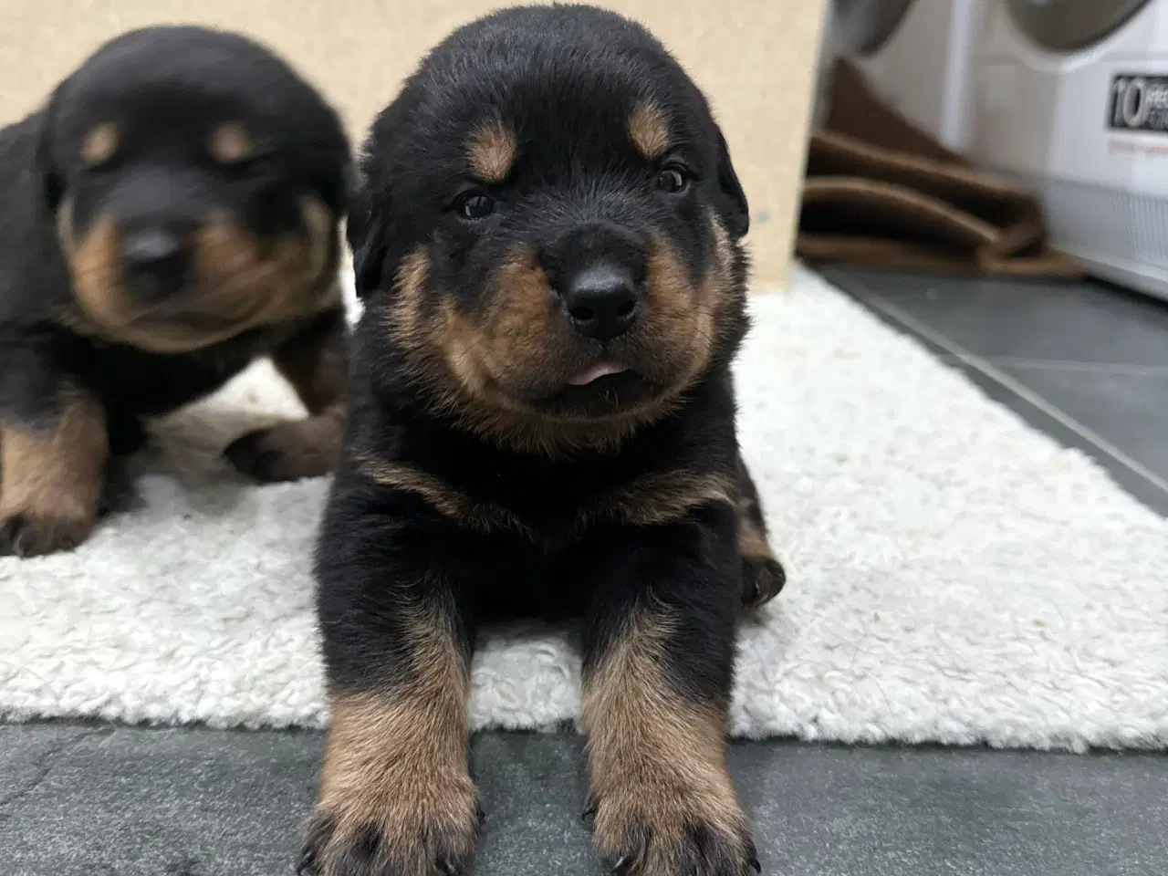 Billede 3 - Rottweiler hvalpe 