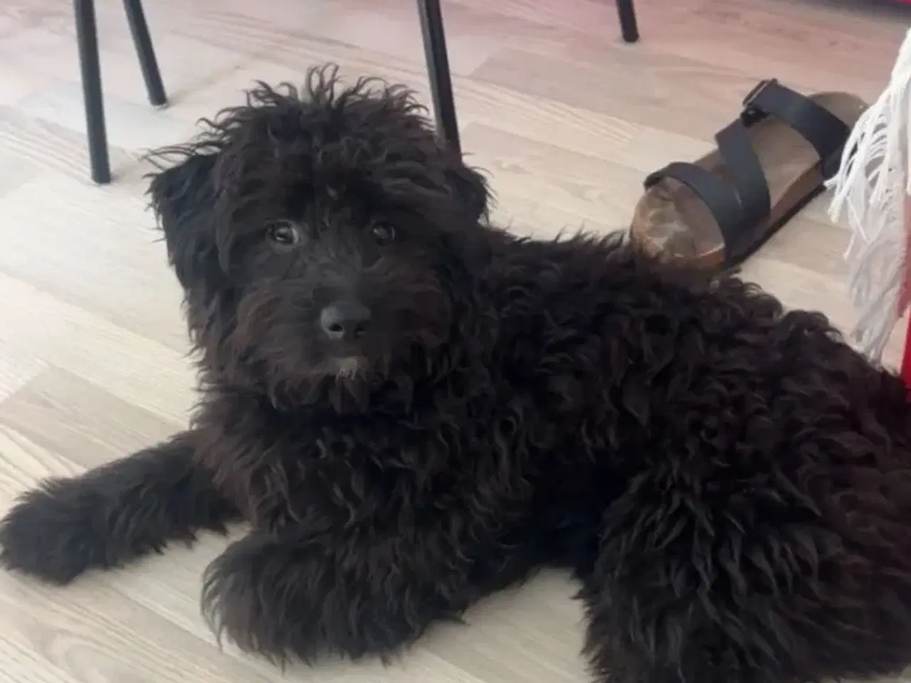 Billede 2 - Cavapoo