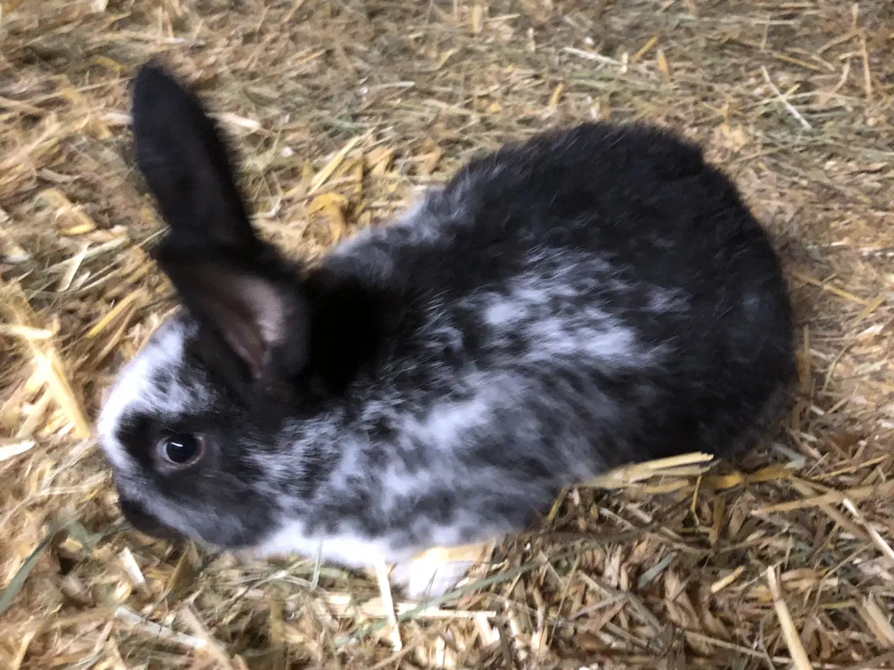 Billede 1 - New Zealand Red X Tysk kæmpeschecke