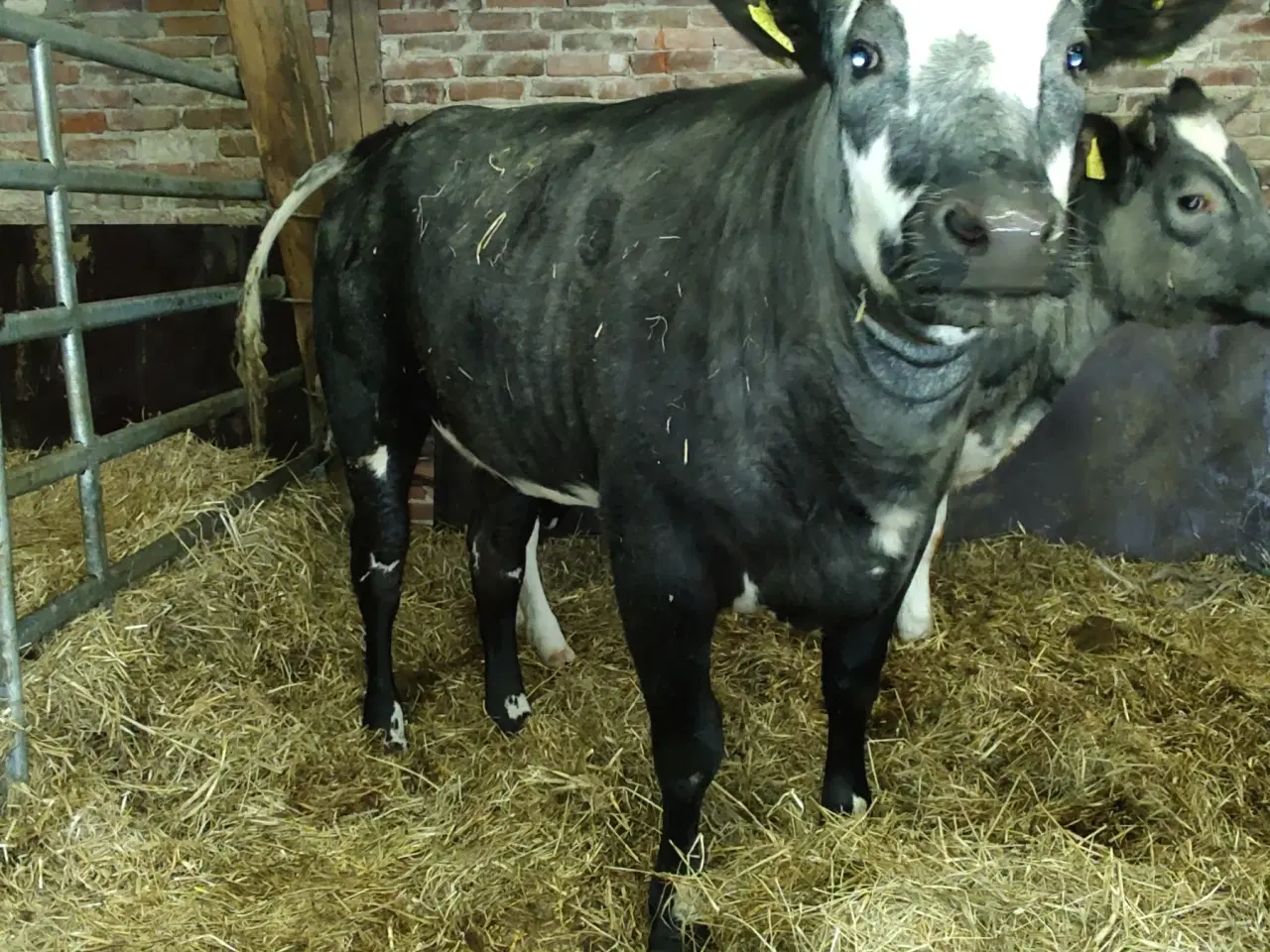 Billede 2 - Kødkvæg