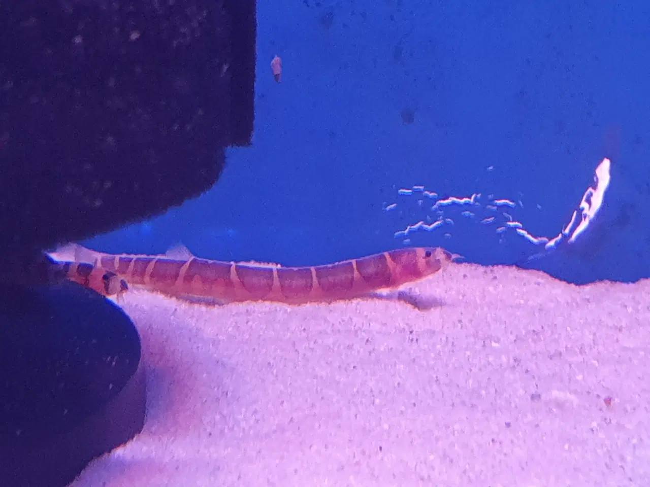 Billede 17 - KUHLI ÅL