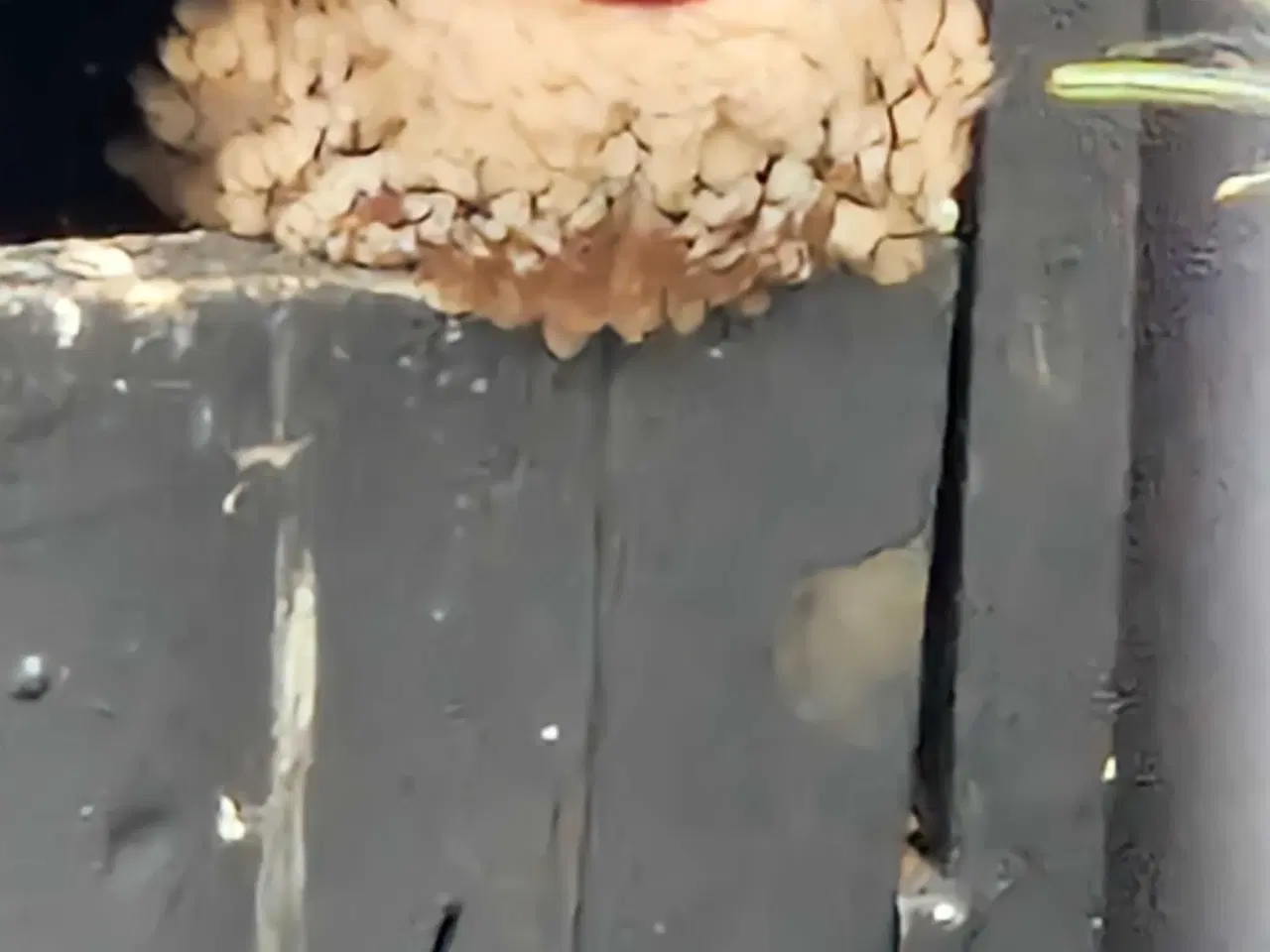 Billede 2 - Båndfinke