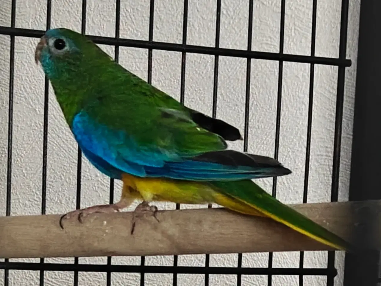 Billede 3 - Rødskuldret græsparakit par