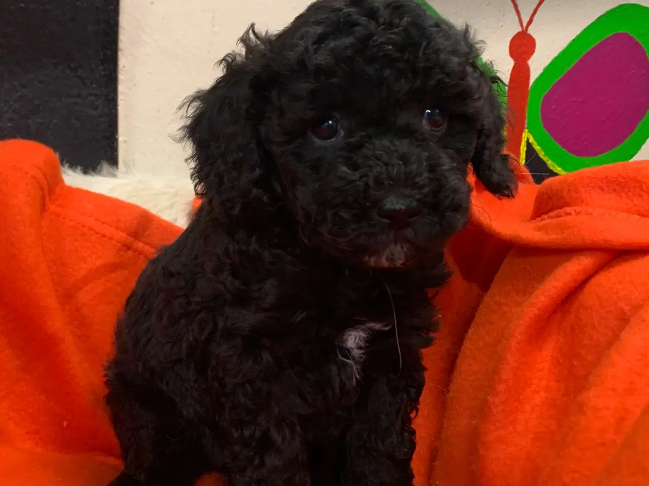 Billede 19 - Små fine mini Maltipoo babyer