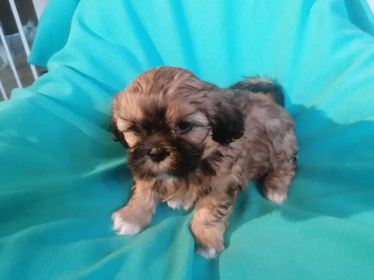 Billede 3 - Malteser / Shih Tzu / Bomuldshund