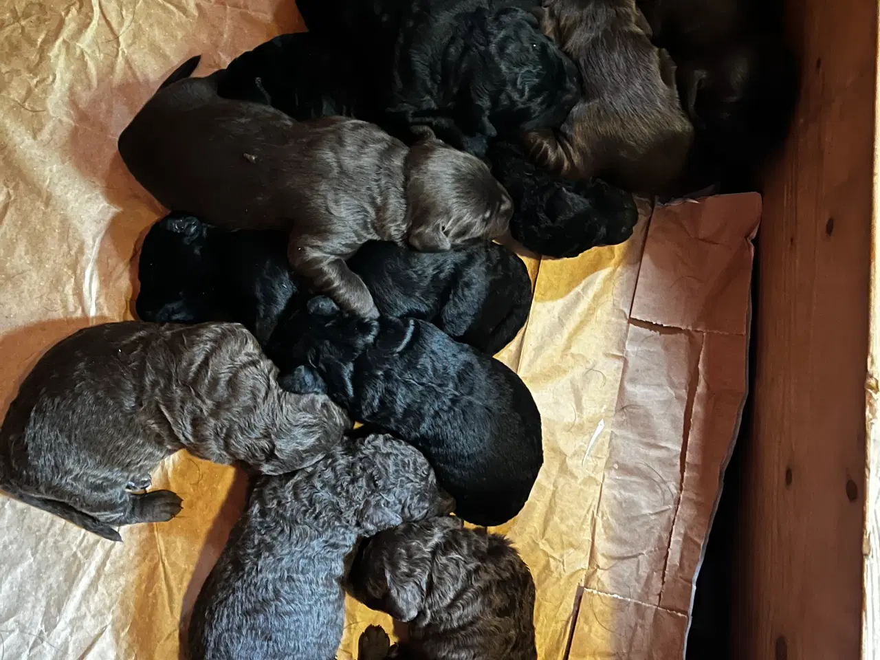 Billede 10 - Labradoodle hvalpe søger nye hjem 