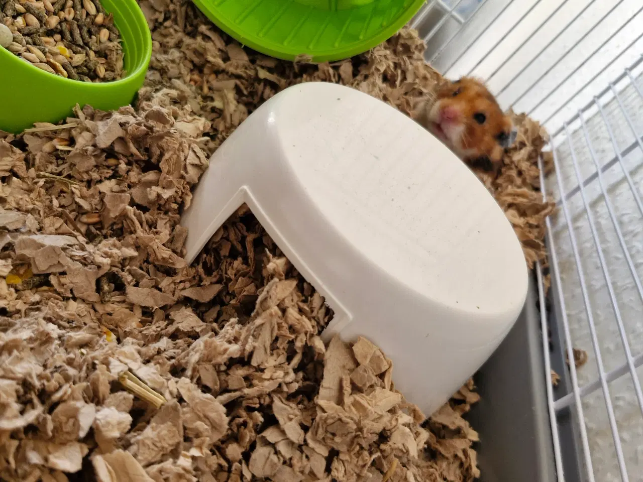 Billede 8 - Guldhamster ca 9 måneder gammel. Han hedder Martin