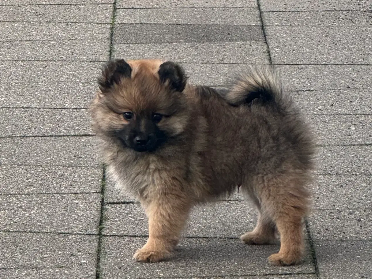 Billede 1 - Volpino Italiano hvalpe