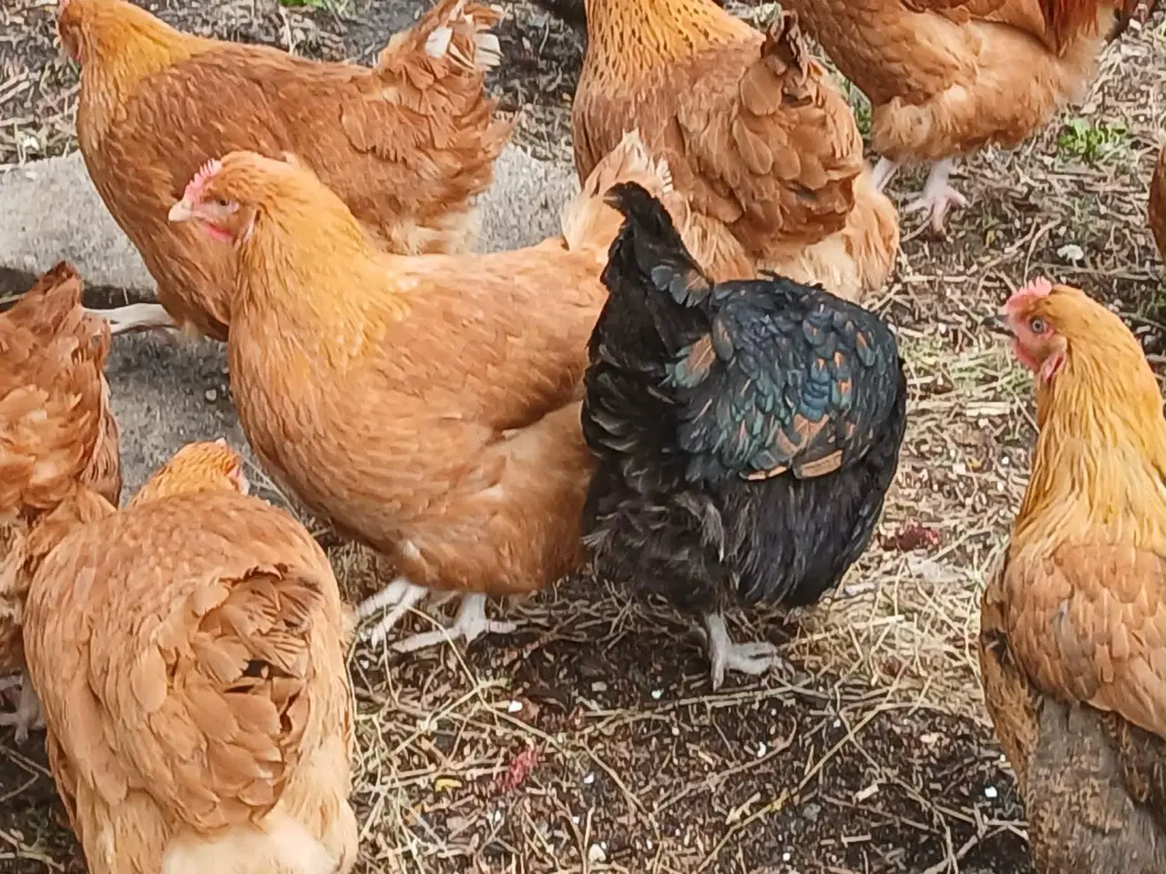 Billede 11 - Hønniker af store æglæggereø