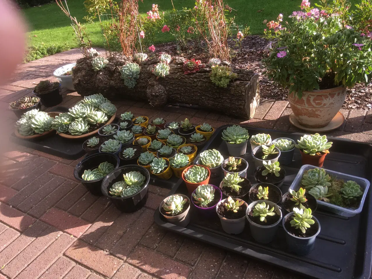 Billede 2 - Husløg til dekoration.