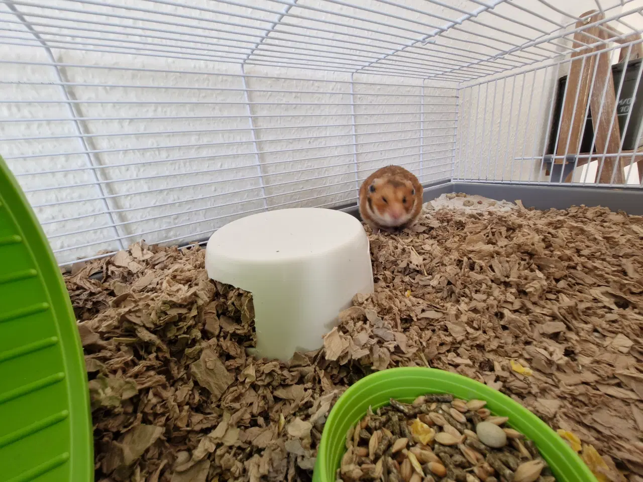 Billede 1 - Guldhamster ca 9 måneder gammel. Han hedder Martin