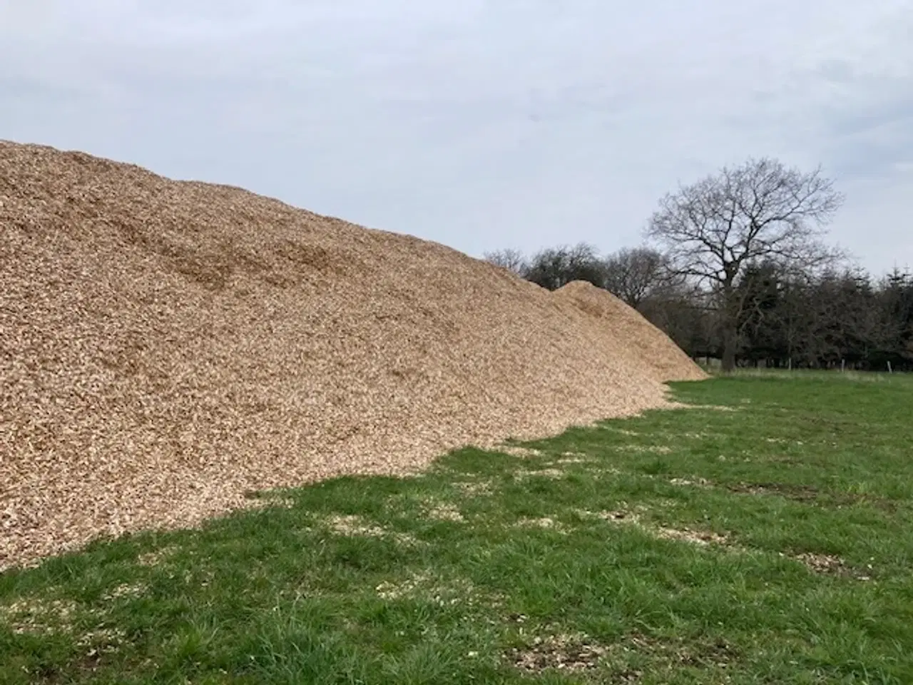 Billede 1 - Pileflis til havebede-og gange.