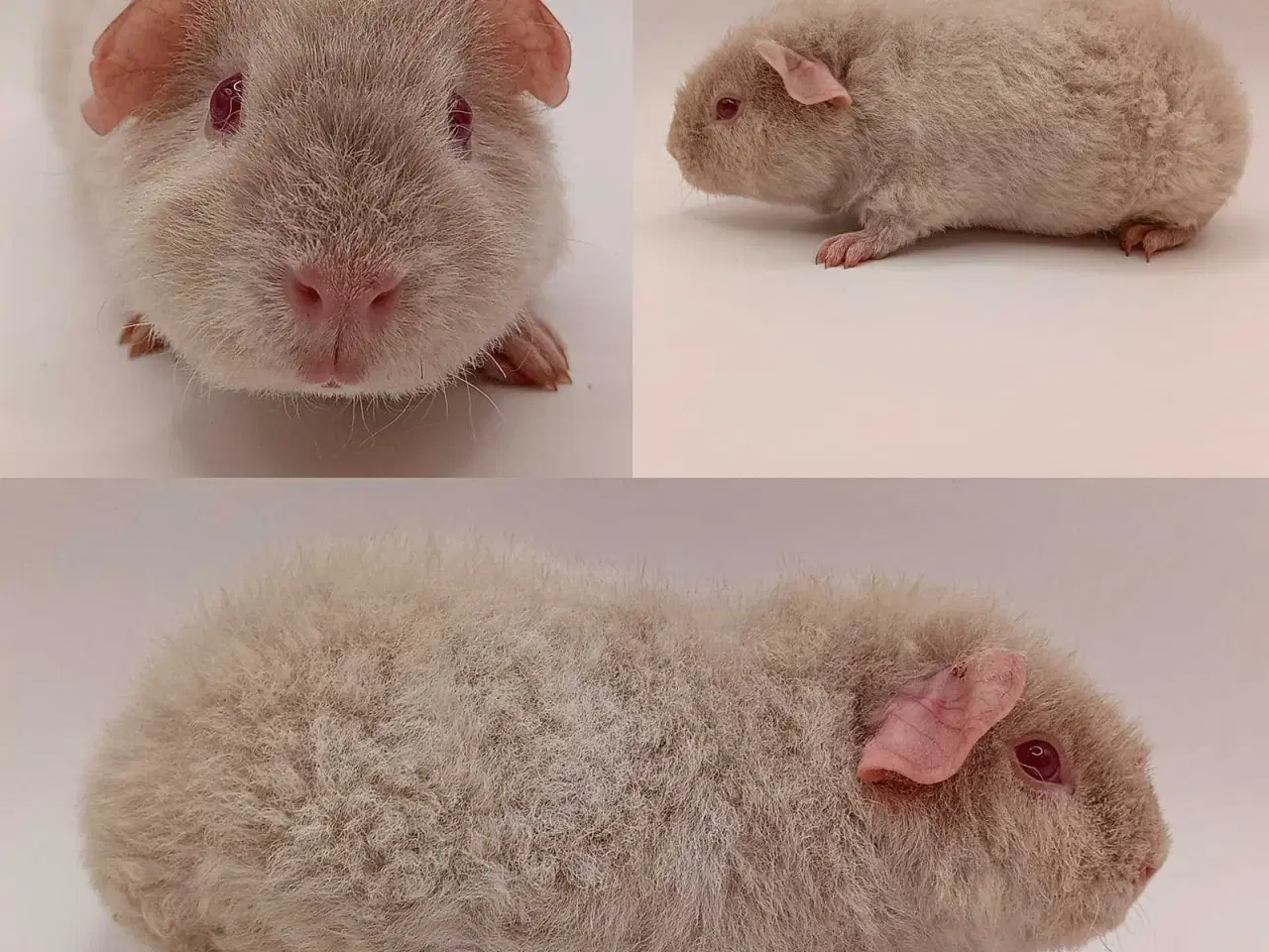 Billede 18 - DK Marinos opdræt