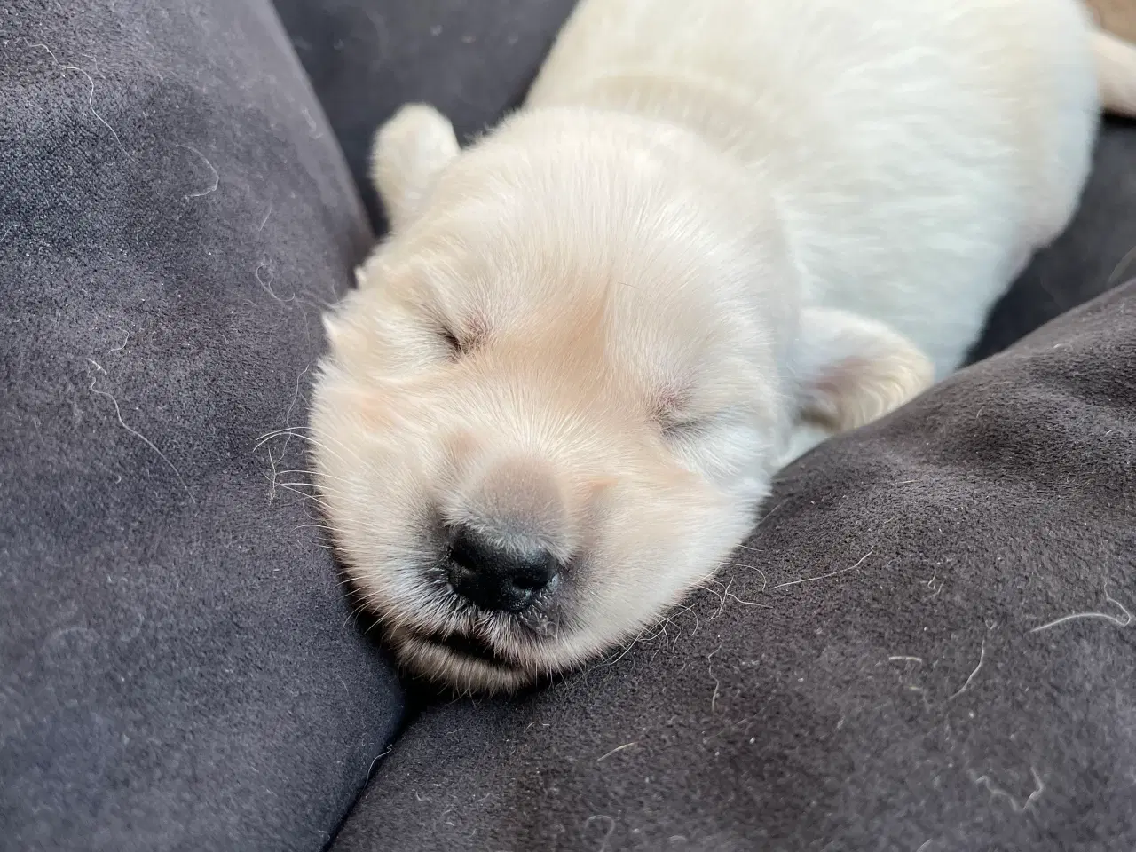 Billede 3 - Golden Retriever hvalpe