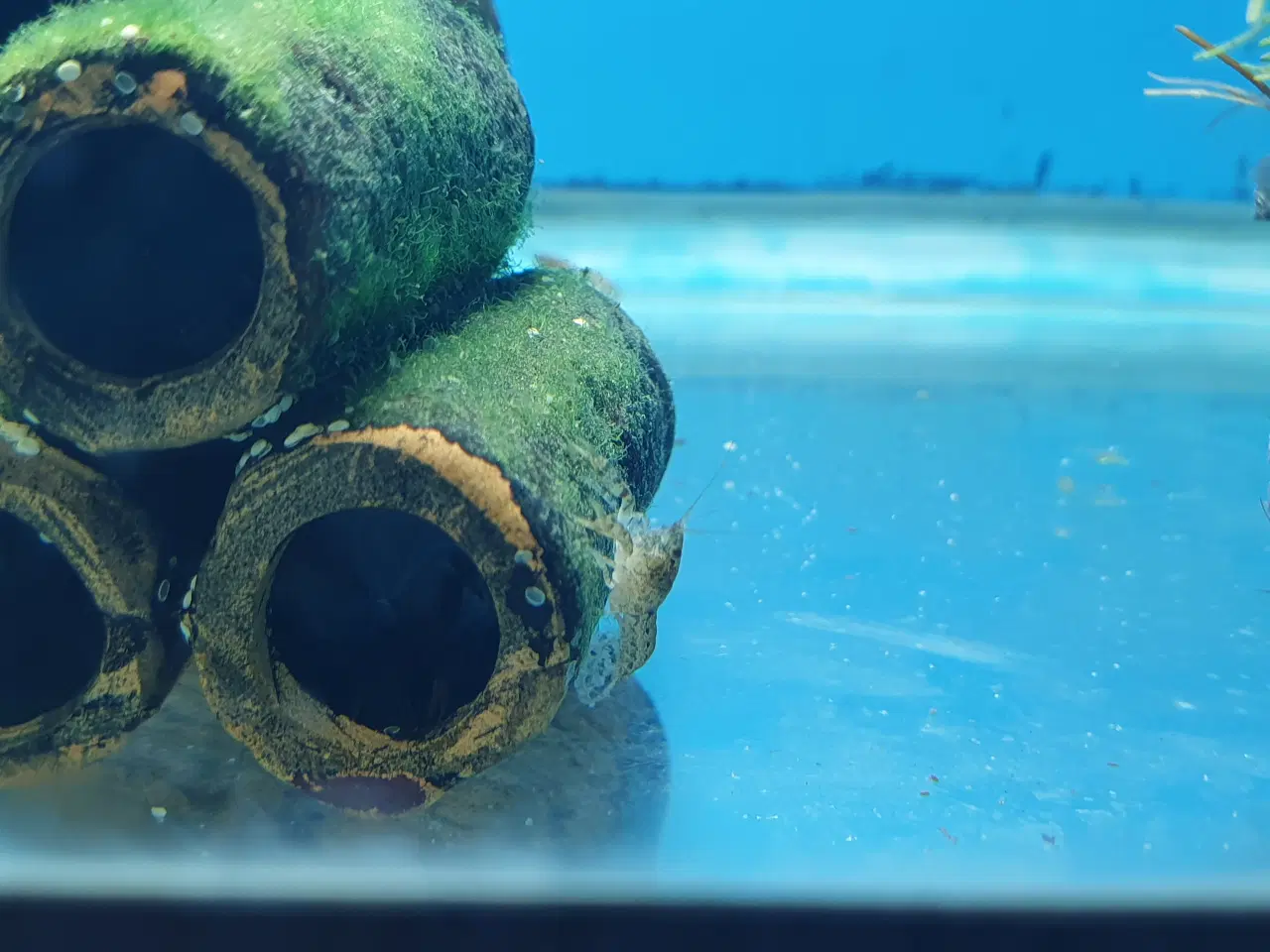 Billede 6 - CPO Krebs – Orange & Blå sælges 🦞