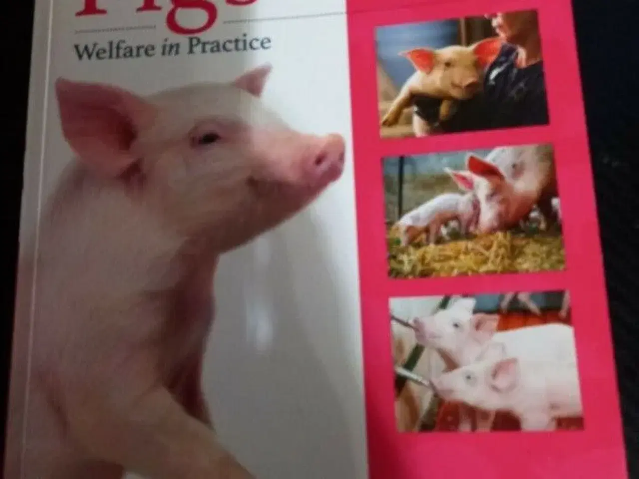 Billede 1 - Pigs - Welfare in Practice 