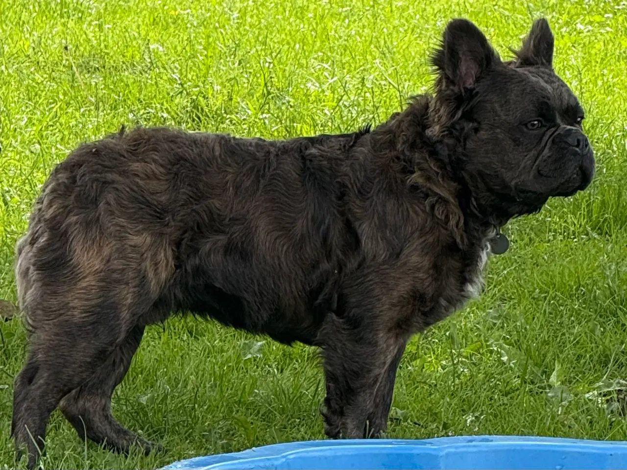 Billede 6 - Fransk bulldog fluffy med stamtavle