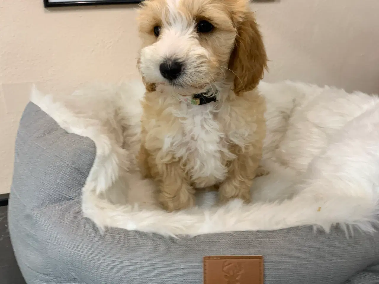 Billede 13 -  Maltipoo dreng er rejse klar nu!