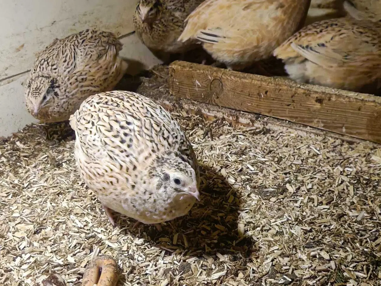 Billede 1 - Jumbo vagtler 