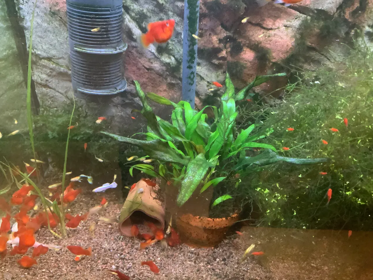 Billede 1 - Platy koralrød ungfisk