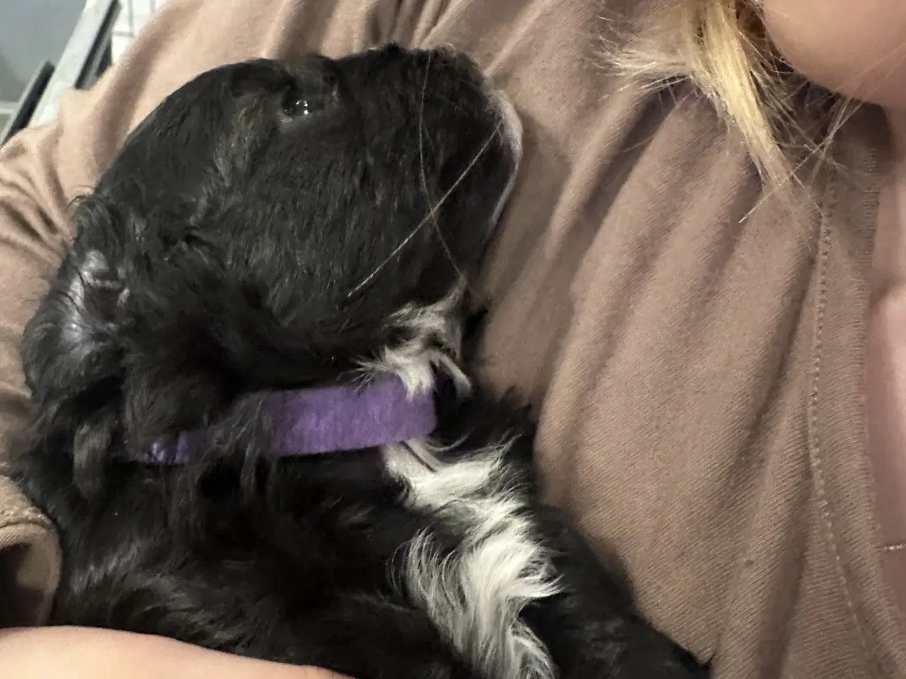 Billede 7 - Blødeste små hvalpe 
