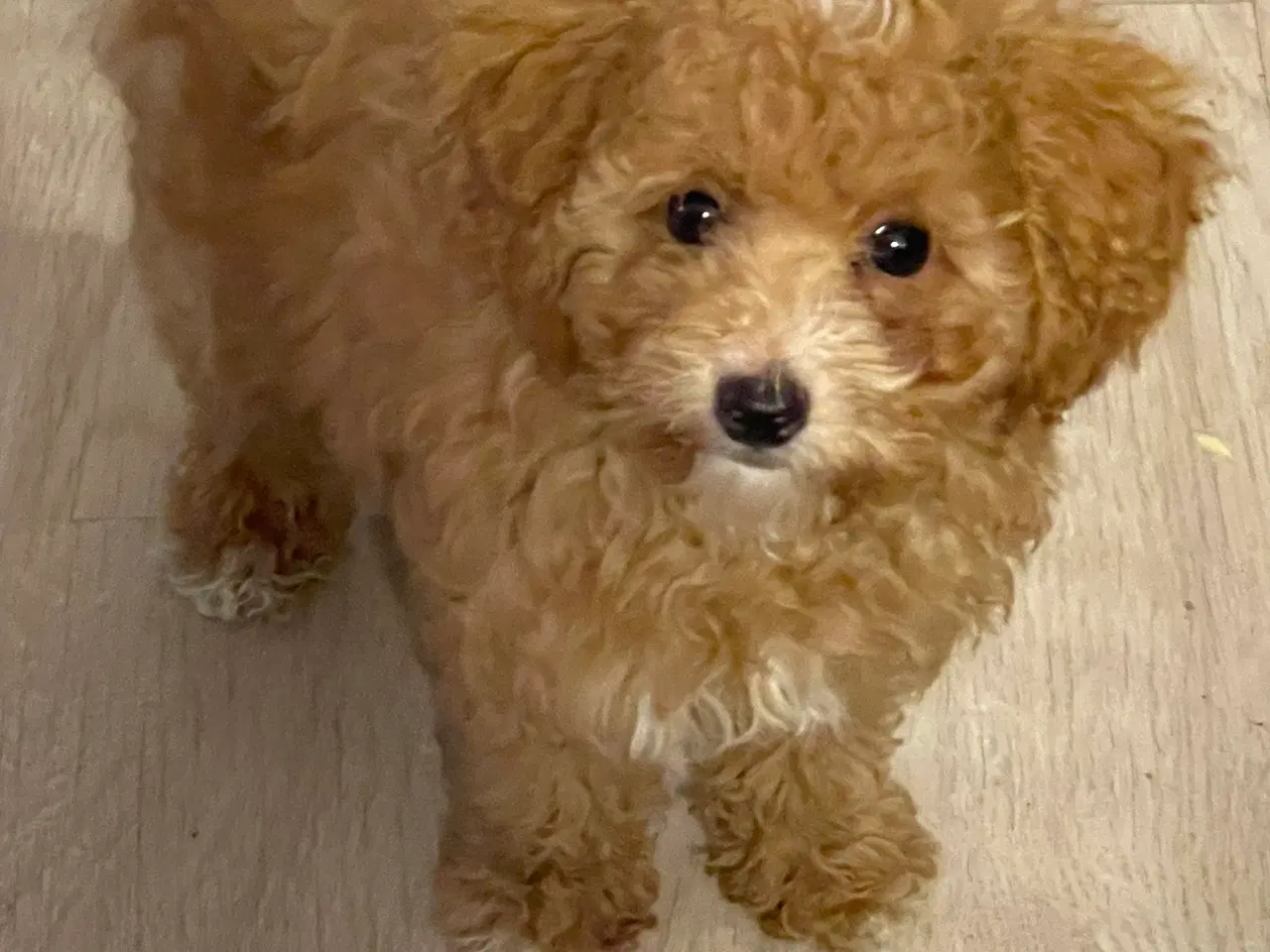 Billede 5 - 🐾maltipoo miniature 🩷💙🐾