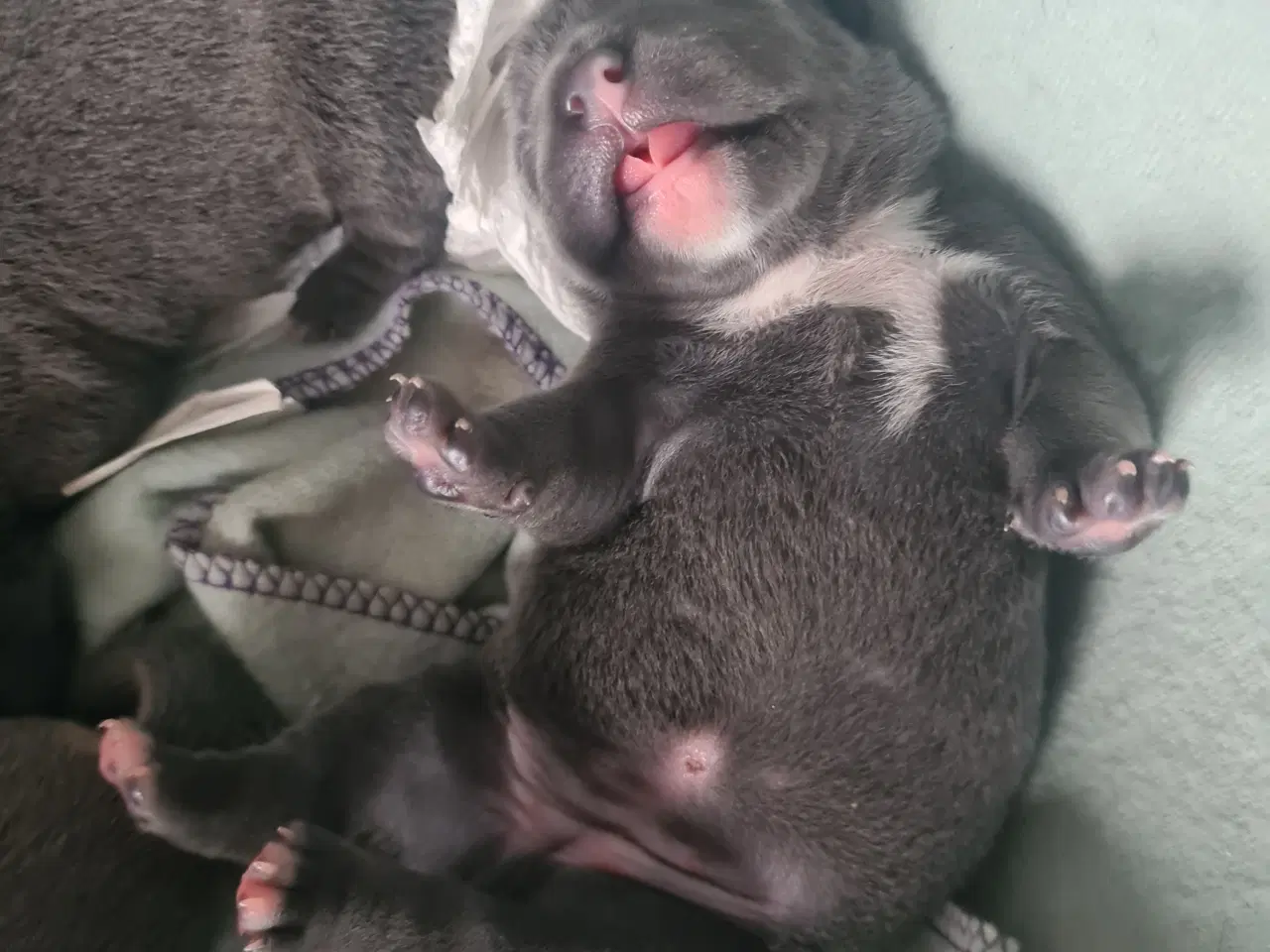 Billede 7 - Hvalpe American Bully Pocket 