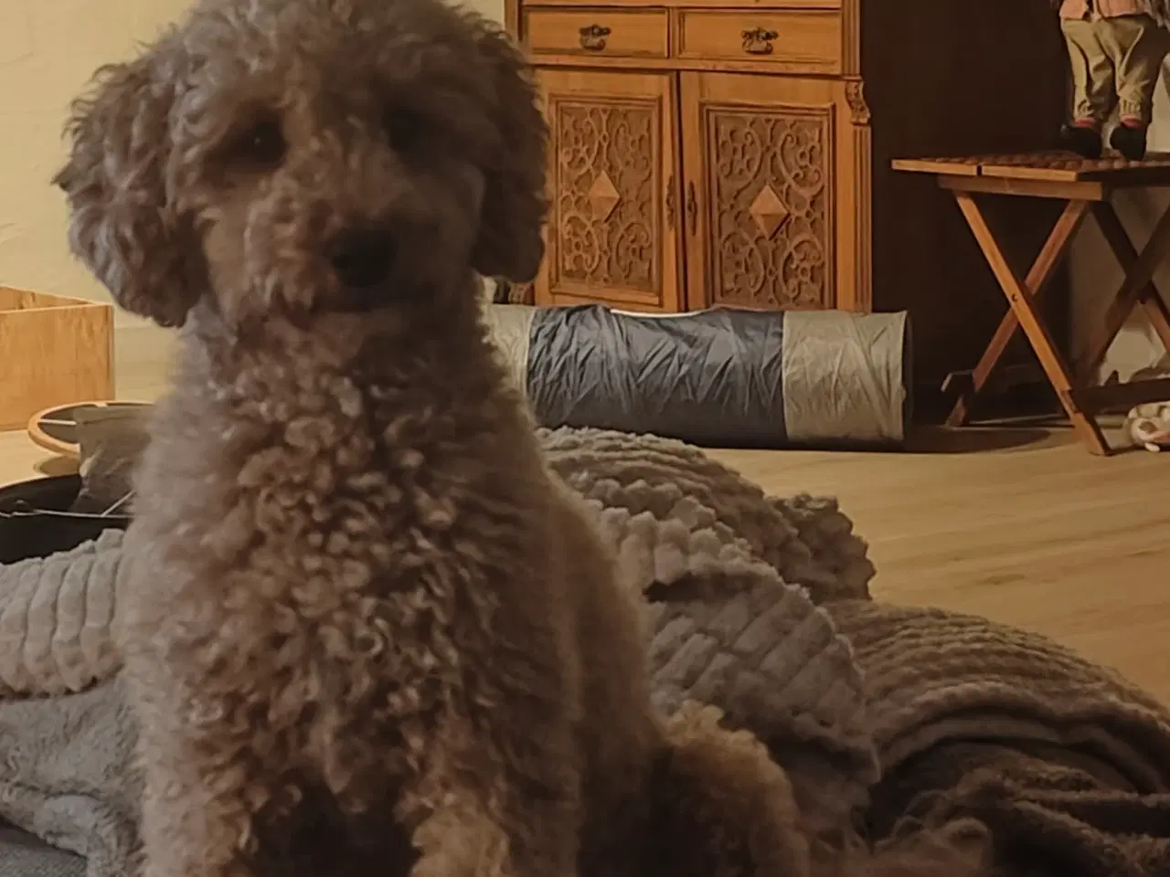 Billede 11 - Havapoo hvalpe