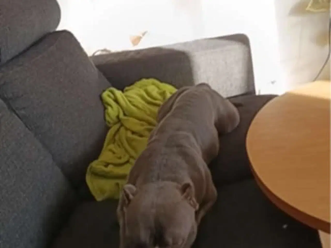 Billede 1 - Blue American bully