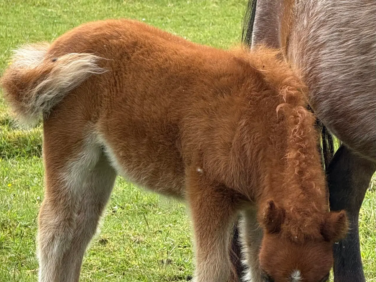 Billede 14 - Mini Pony 